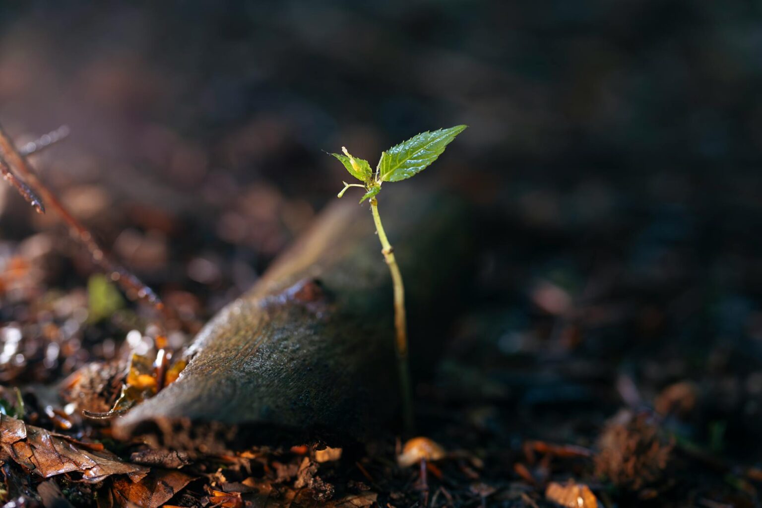 Close-up view of aluminum beverage cans arranged together, showing metallic reflective surfaces