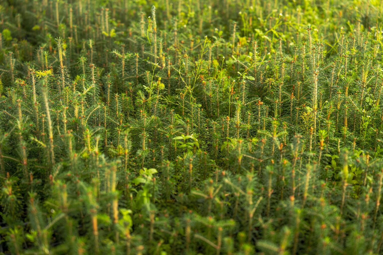 Person preparing fresh ingredients and vegetables on a kitchen counter for home cooking