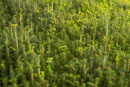 Person preparing fresh ingredients and vegetables on a kitchen counter for home cooking