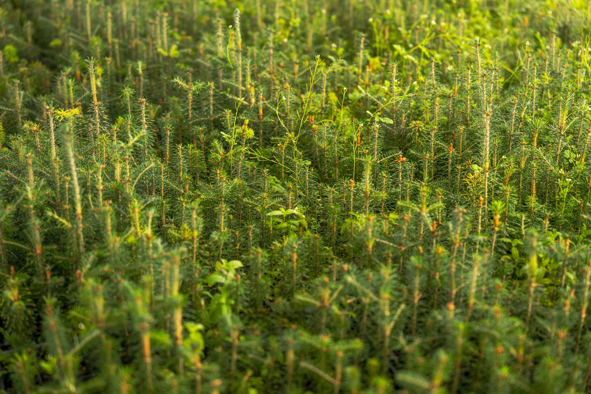 Person preparing fresh ingredients and vegetables on a kitchen counter for home cooking
